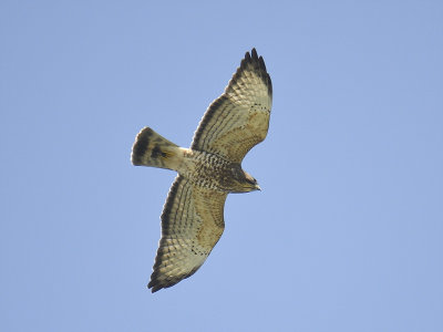 broad-winged hawk BRD4505.JPG