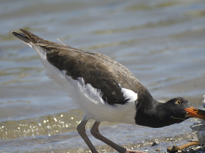 american oystercatcher BRD4723.JPG