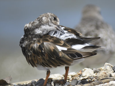 ruddy turnstone BRD4752.JPG