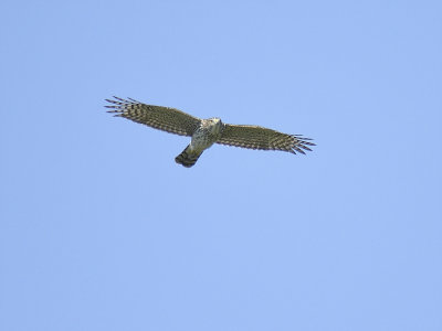 sharp-shinned hawk BRD4965.JPG