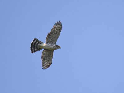 sharp-shinned hawk BRD4982.JPG