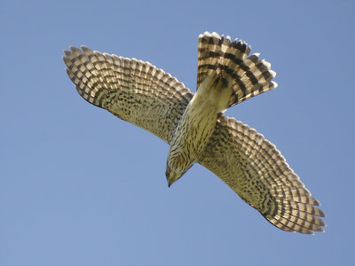 cooper's hawk BRD5432.JPG