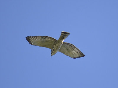 broad-winged hawk BRD5156.JPG