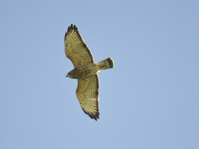 broad-winged hawk BRD5166.JPG