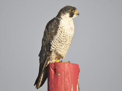 peregrine falcon BRD5621.JPG