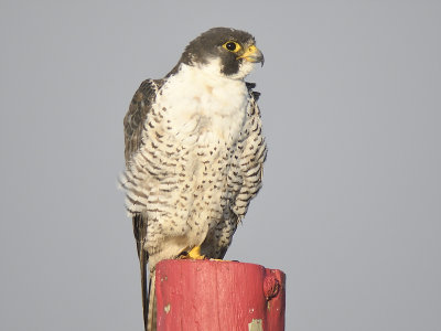 peregrine falcon BRD5630.JPG