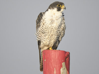 peregrine falcon BRD5637.JPG