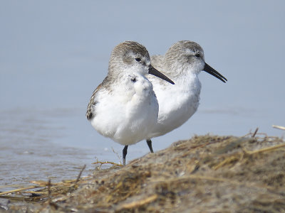 western sandpiper BRD5720.JPG