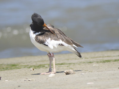 american oystercatcher BRD5740.JPG