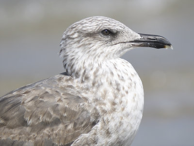 lesser black-backed gull BRD6048.JPG