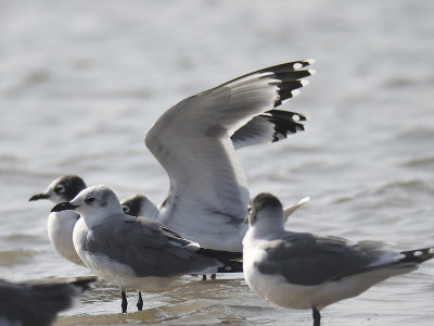 franklin's gull BRD5895.JPG