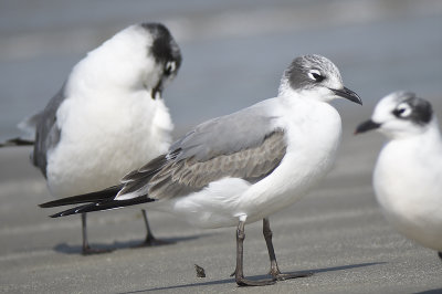 franklin's gull BRD6087.JPG