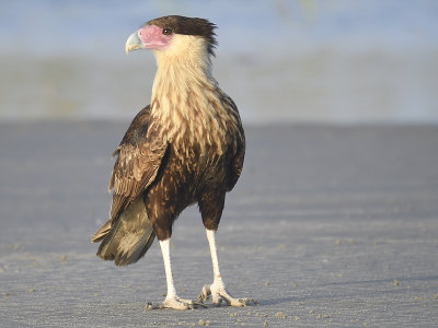 crested caracara BRD6174.JPG