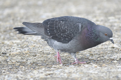 rock pigeon BRD6288.JPG