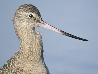 marbled godwit BRD6833.JPG