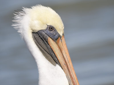 brown pelican BRD6923.JPG