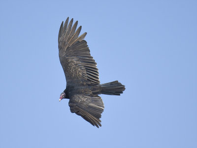 turkey vulture BRD6689.JPG