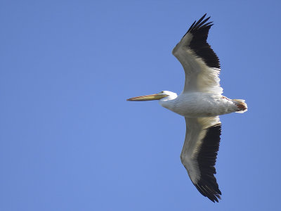 white pelican BRD6427.JPG