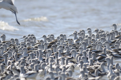 american avocet BRD7055.JPG