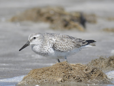 red knot BRD7105.JPG