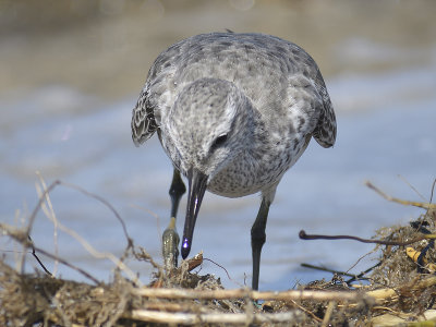 red knot BRD7115.JPG