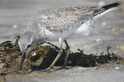 red knot BRD7120.JPG