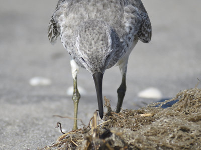 red knot BRD7126 01 JPG