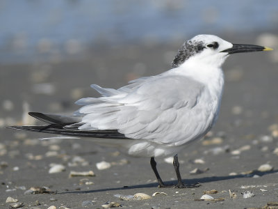 sandwich tern BRD7155.JPG