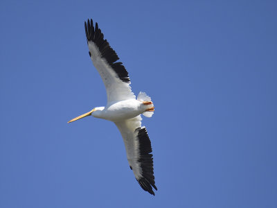 white pelican BRD7245.JPG