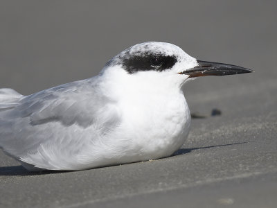 forster's tern BRD7291.JPG