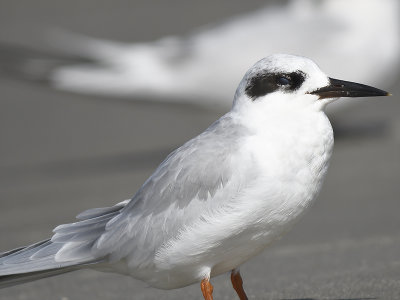 forster's tern BRD7293.JPG