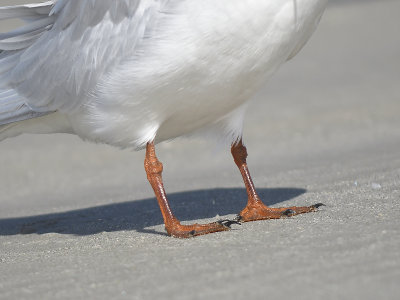 forster's tern BRD7295.JPG