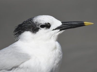 sandwich tern BRD7289.JPG