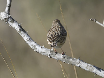 vesper sparrow BRD7475.JPG