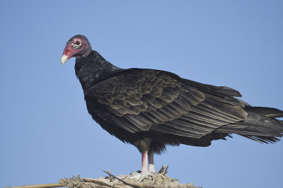 turkey vulture BRD7514.JPG