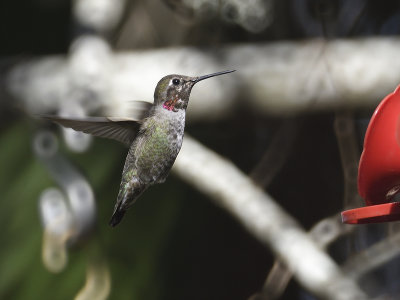 anna's hummingbird BRD7547.JPG