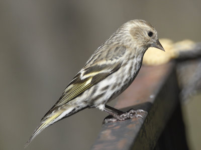 pine siskin BRD7558.JPG