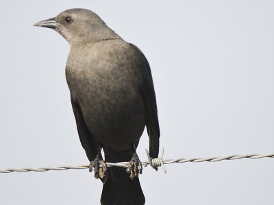 brewer's blackbird BRD7630.JPG