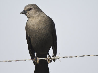 brewer's blackbird BRD7632.JPG