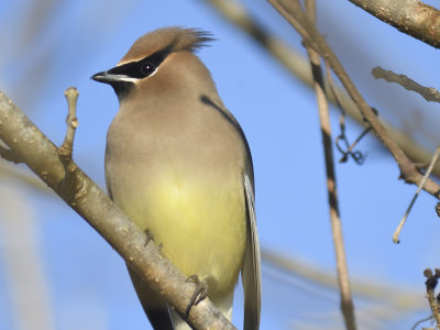 cedar waxwing BRD7614.JPG