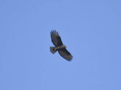 red-tailed hawk BRD7622.JPG