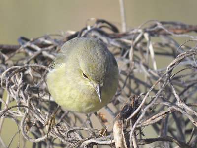 orange-crowned warbler BRD7714.JPG