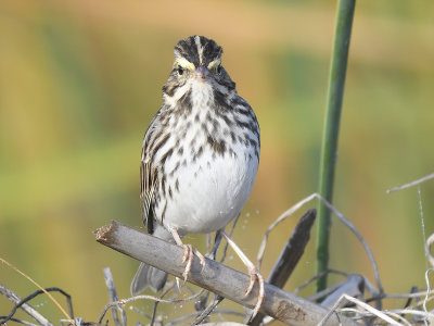 savannah sparrow BRD7761.JPG