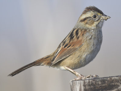 swamp sparrow BRD7735.JPG