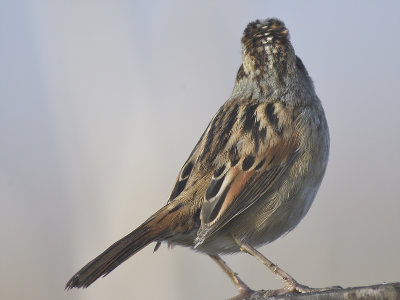 swamp sparrow BRD7736.JPG