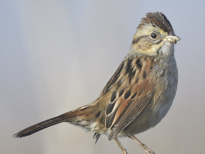 swamp sparrow BRD7739.JPG