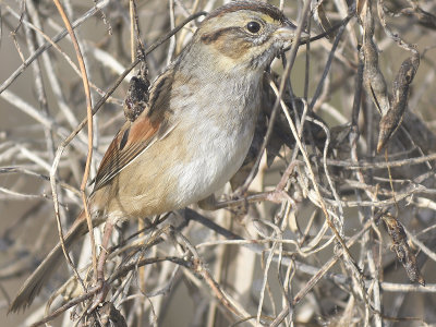 swamp sparrow BRD7751.JPG