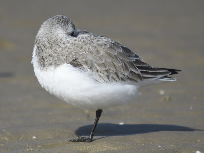 sanderling BRD7811.JPG