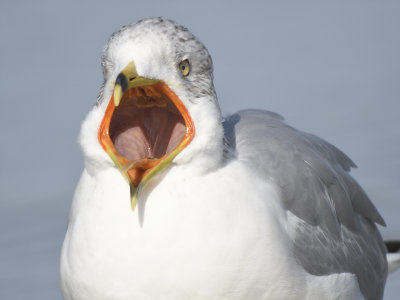 ring-billed gull BRD7851.JPG