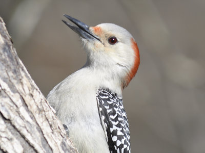 red-bellied woodpecker BRD7924.JPG